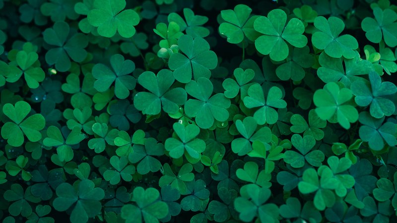 st-patricks-clover-web-1